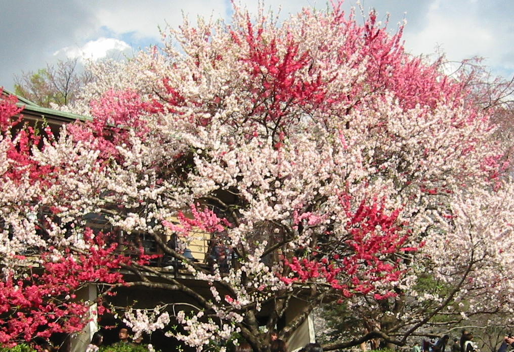 SAKURA